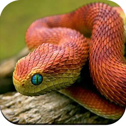 Play Snake Wallpaper 4K APK