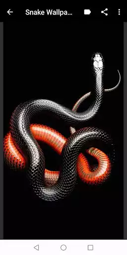 Play Snake Wallpapers  and enjoy Snake Wallpapers with UptoPlay