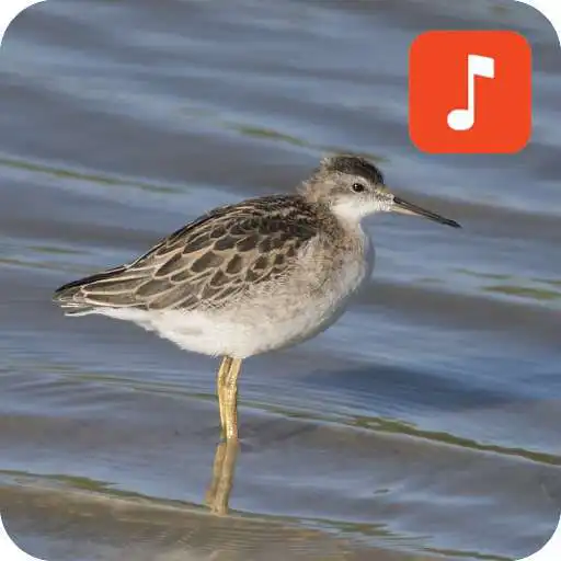 Play Snipe bird calls APK