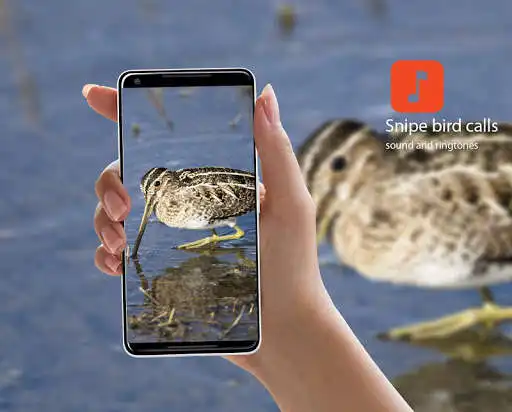 Play Snipe bird calls  and enjoy Snipe bird calls with UptoPlay