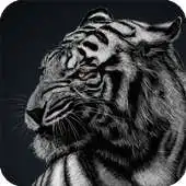 Free play online Snow Tiger Wallpaper APK