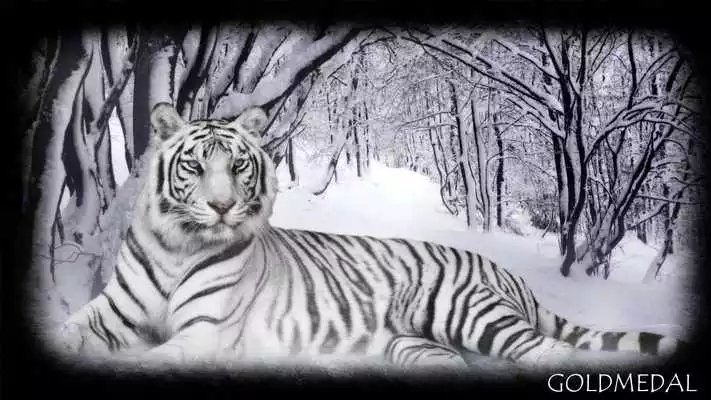 Play Snow Tiger Wallpaper