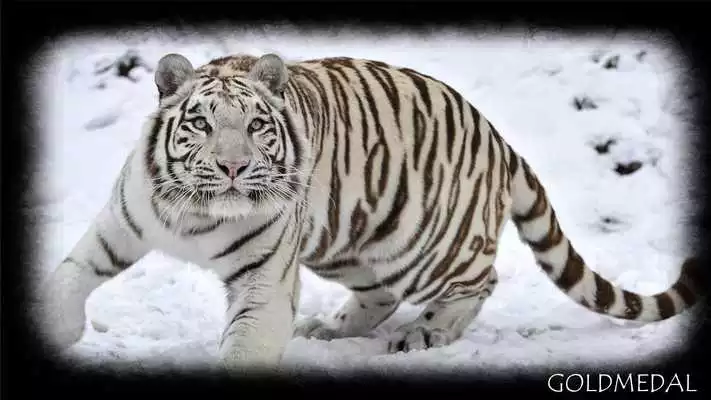 Play Snow Tiger Wallpaper