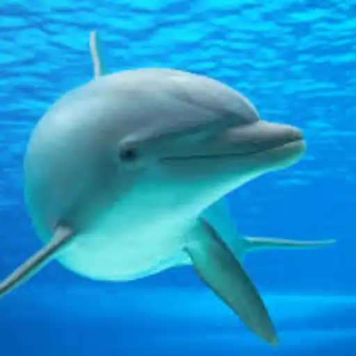 Play Sonidos de delfines APK