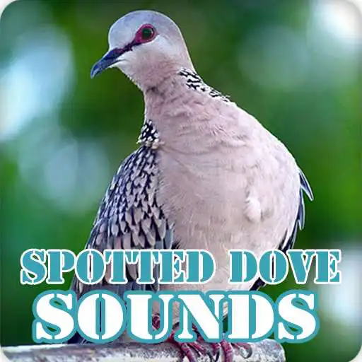 Play Spotted Dove Bird Sounds Collection APK