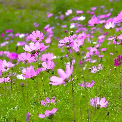 Play Spring Natural Flowers Live Video Wallpaper APK