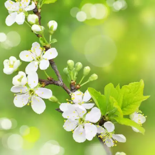 Play Spring wallpaper APK