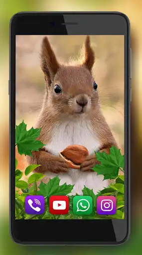 Play Squirrels Forest HD  and enjoy Squirrels Forest HD with UptoPlay