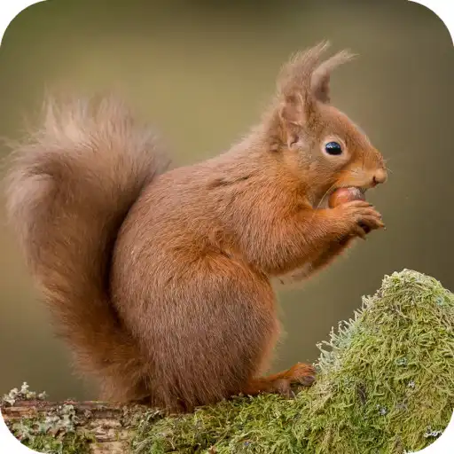 Play Squirrel Wallpaper APK