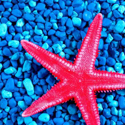 Free play online Starfish Photo Collage  APK