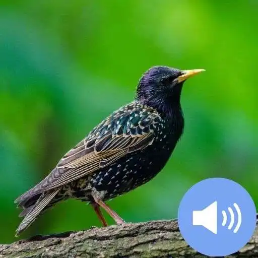 Play Starlings Sounds and Wallpapers APK