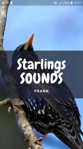 Play Starlings Sounds and Wallpapers  and enjoy Starlings Sounds and Wallpapers with UptoPlay