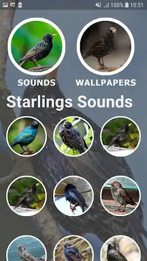 Play Starlings Sounds and Wallpapers as an online game Starlings Sounds and Wallpapers with UptoPlay