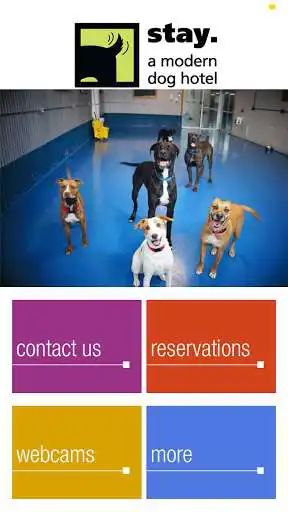 Play Stay. a modern dog hotel