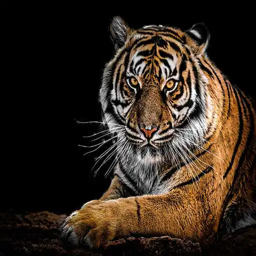 Play Stickers Tiger APK