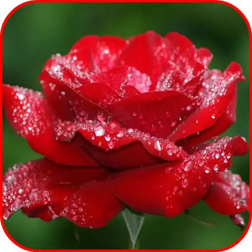 Run free android online Stylish Flower Images APK