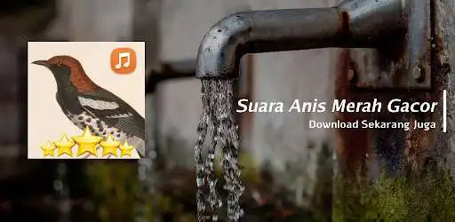 Play Suara Anis Kembang Gacor Dor as an online game Suara Anis Kembang Gacor Dor with UptoPlay