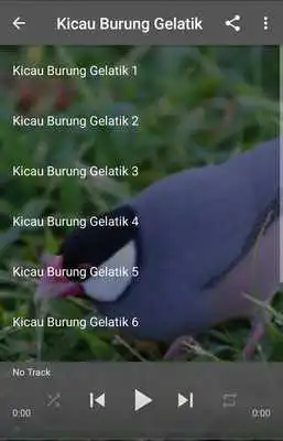 Play Suara Burung Gelatik