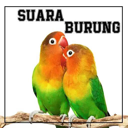 Play Suara Burung ( kicau ) APK