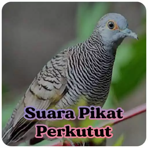 Play Suara Burung Perkutut Pikat MP3 APK