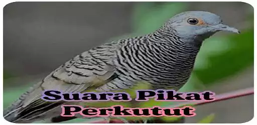 Play Suara Burung Perkutut Pikat MP3  and enjoy Suara Burung Perkutut Pikat MP3 with UptoPlay