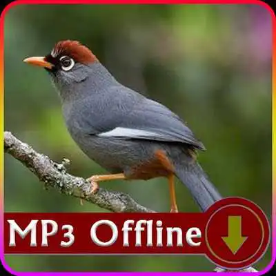 Play Suara Burung Poksay untuk Masteran Offline