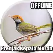 Free play online Suara Burung Prenjak Kepala Merah APK