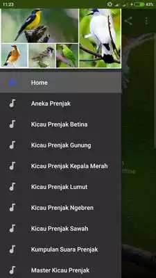 Play Suara Burung Prenjak Kepala Merah