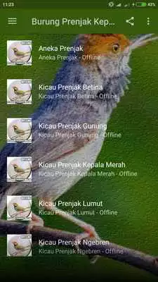 Play Suara Burung Prenjak Kepala Merah