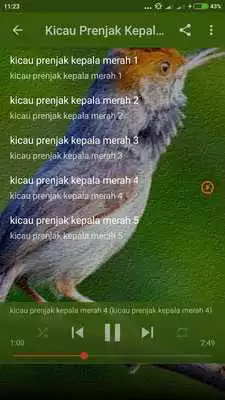 Play Suara Burung Prenjak Kepala Merah