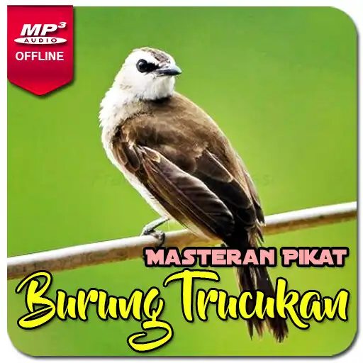 Play Suara Burung Trucukan Gacor APK