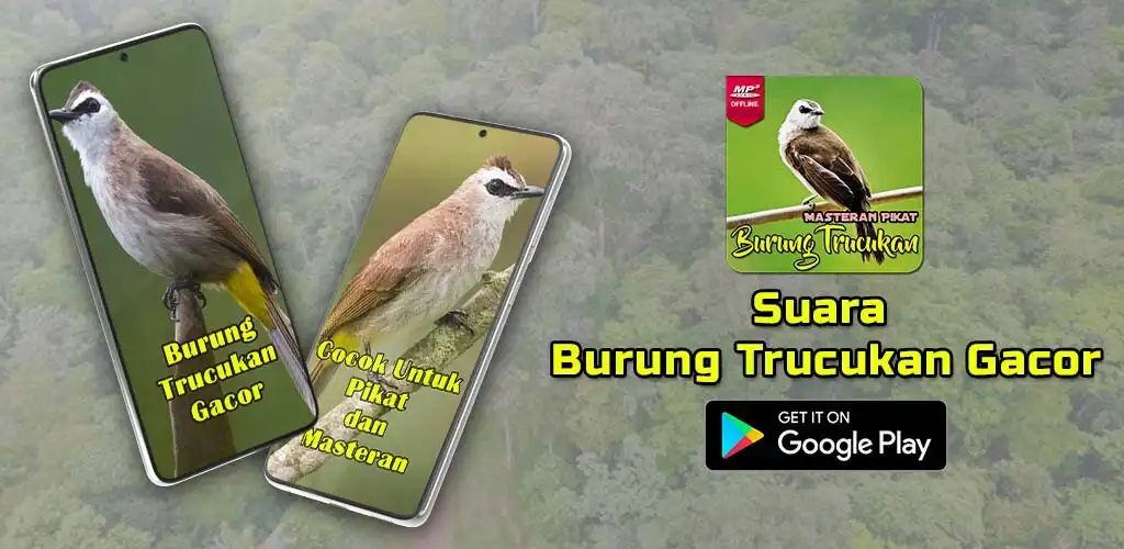 Play Suara Burung Trucukan Gacor  and enjoy Suara Burung Trucukan Gacor with UptoPlay