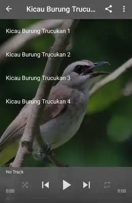 Play Suara Burung Trucukan