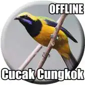 Free play online Suara Cucak Cungkok Gacor APK