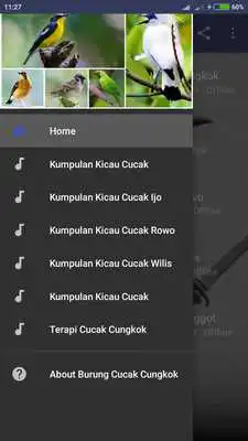 Play Suara Cucak Cungkok Gacor