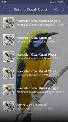 Play Suara Cucak Cungkok Gacor