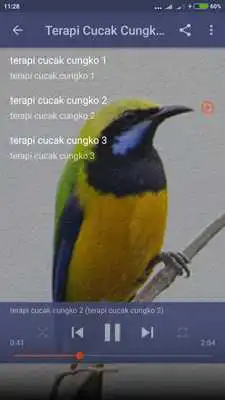 Play Suara Cucak Cungkok Gacor