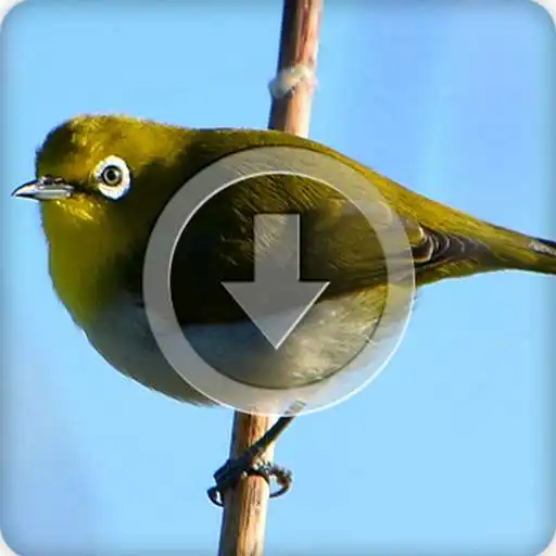 Play Suara Kicau Masteran Burung Pleci Juara APK