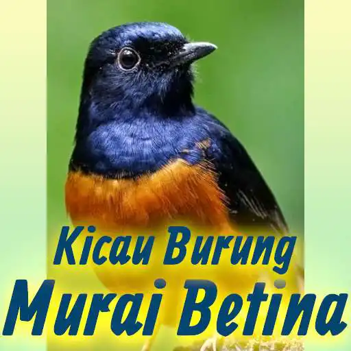 Play Suara Murai Betina Memanggil Jantan Mp3 Offline APK