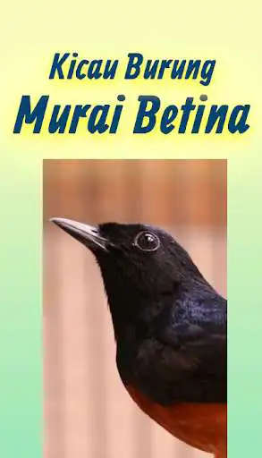 Play Suara Murai Betina Memanggil Jantan Mp3 Offline  and enjoy Suara Murai Betina Memanggil Jantan Mp3 Offline with UptoPlay