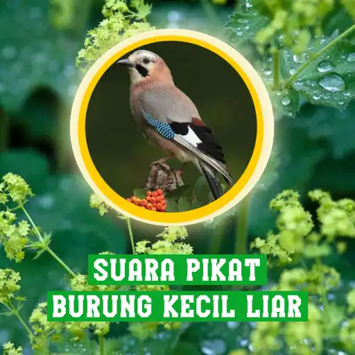 Play Suara Pikat Burung Kecil Liar APK