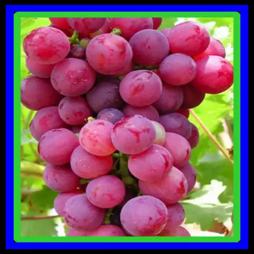 Play successful way of cultivating grapes APK