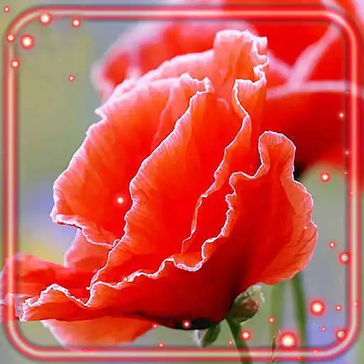 Play Summer Poppy Field APK