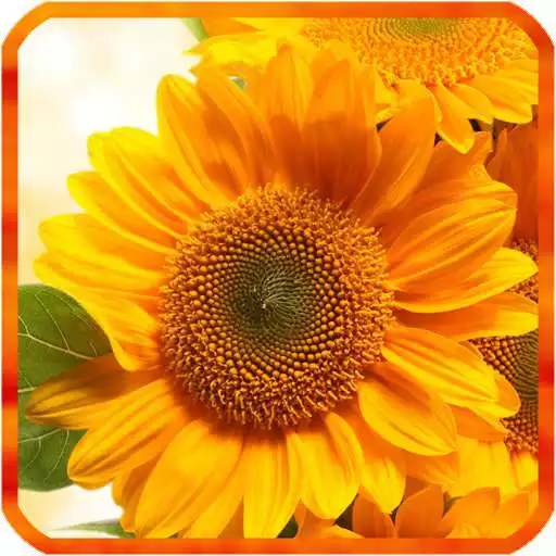 Free play online Sunflower Live Wallpapers  APK