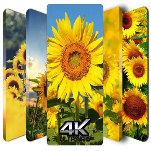 Play Sunflower Wallpapers App APK