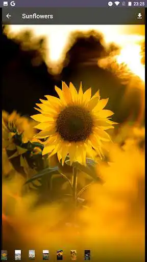 Play Sunflower Wallpapers App  and enjoy Sunflower Wallpapers App with UptoPlay