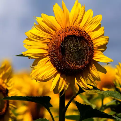 Play Sunflower Wallpapers APK