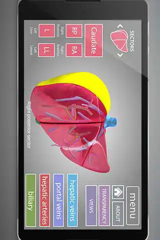 Play Surgical Anatomy of the Liver