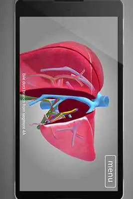 Play Surgical Anatomy of the Liver