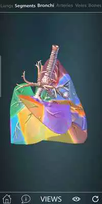 Play Surgical Anatomy of the Lung